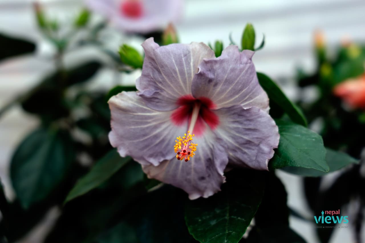 18th Godavari Flower Exhibition-13