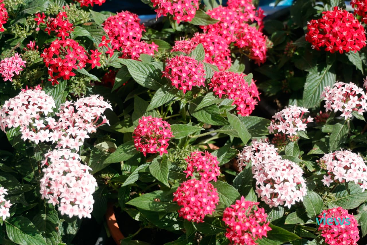 18th Godavari Flower Exhibition-4