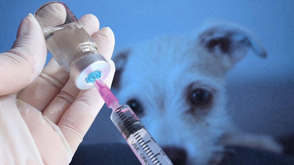 Health Ministry: Nearly 10,000 anti-rabies vaccine vials in stock amid ...
