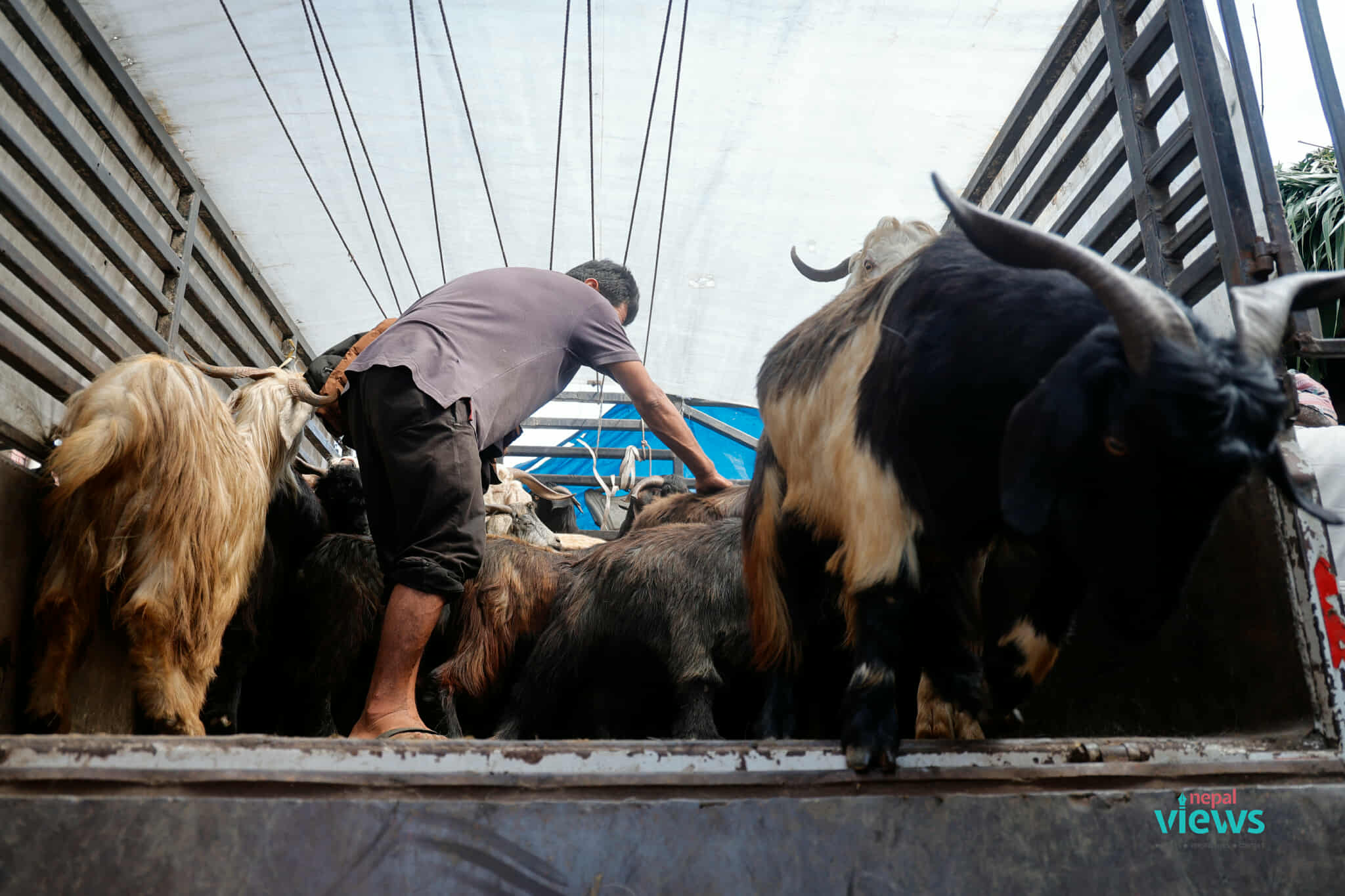 Goat and Sheep supply rises in Kathmandu as Dashain begins (Photo Feature)