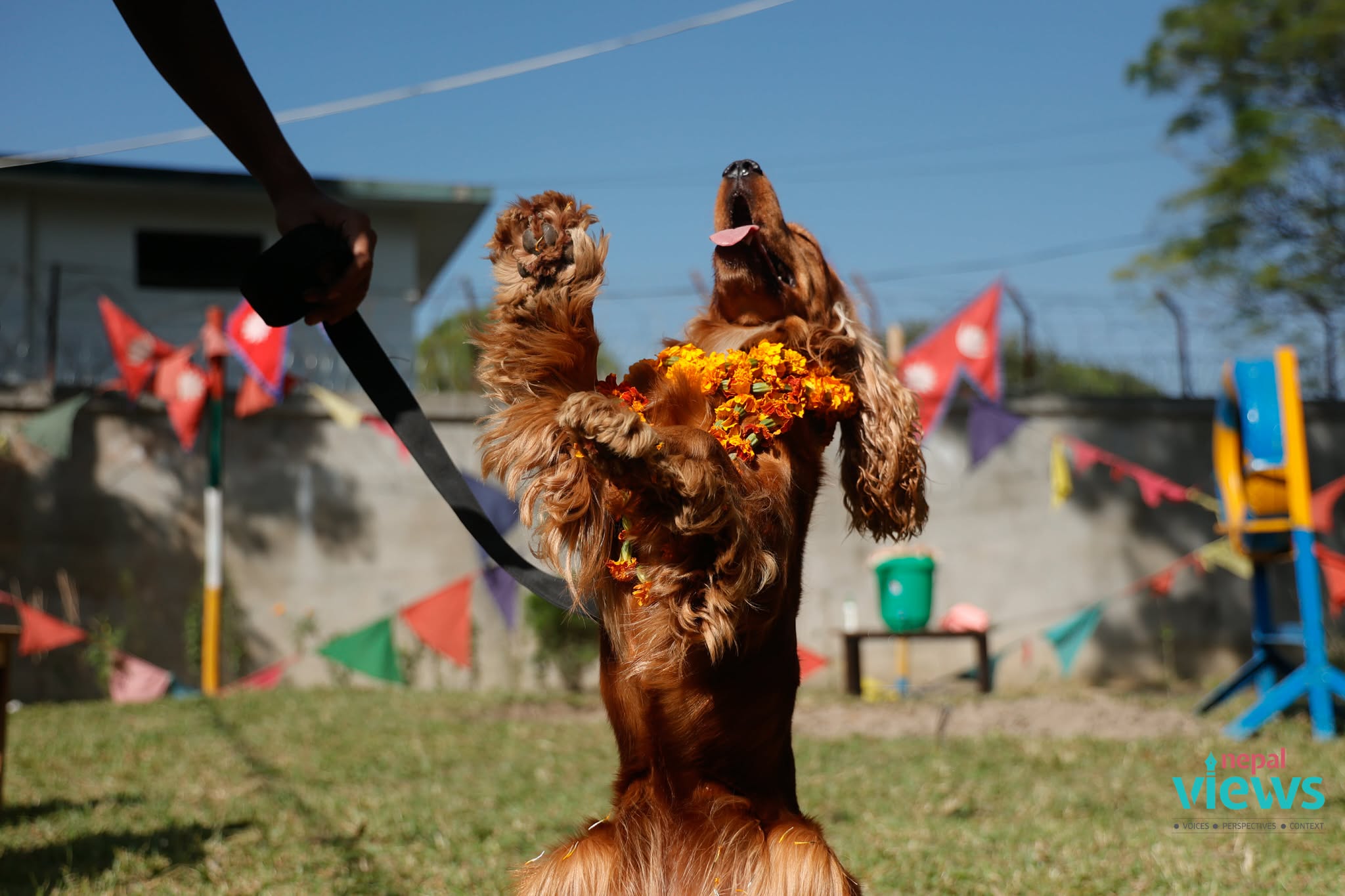 kukur-tihar-(10)_EnI5I8HRjq