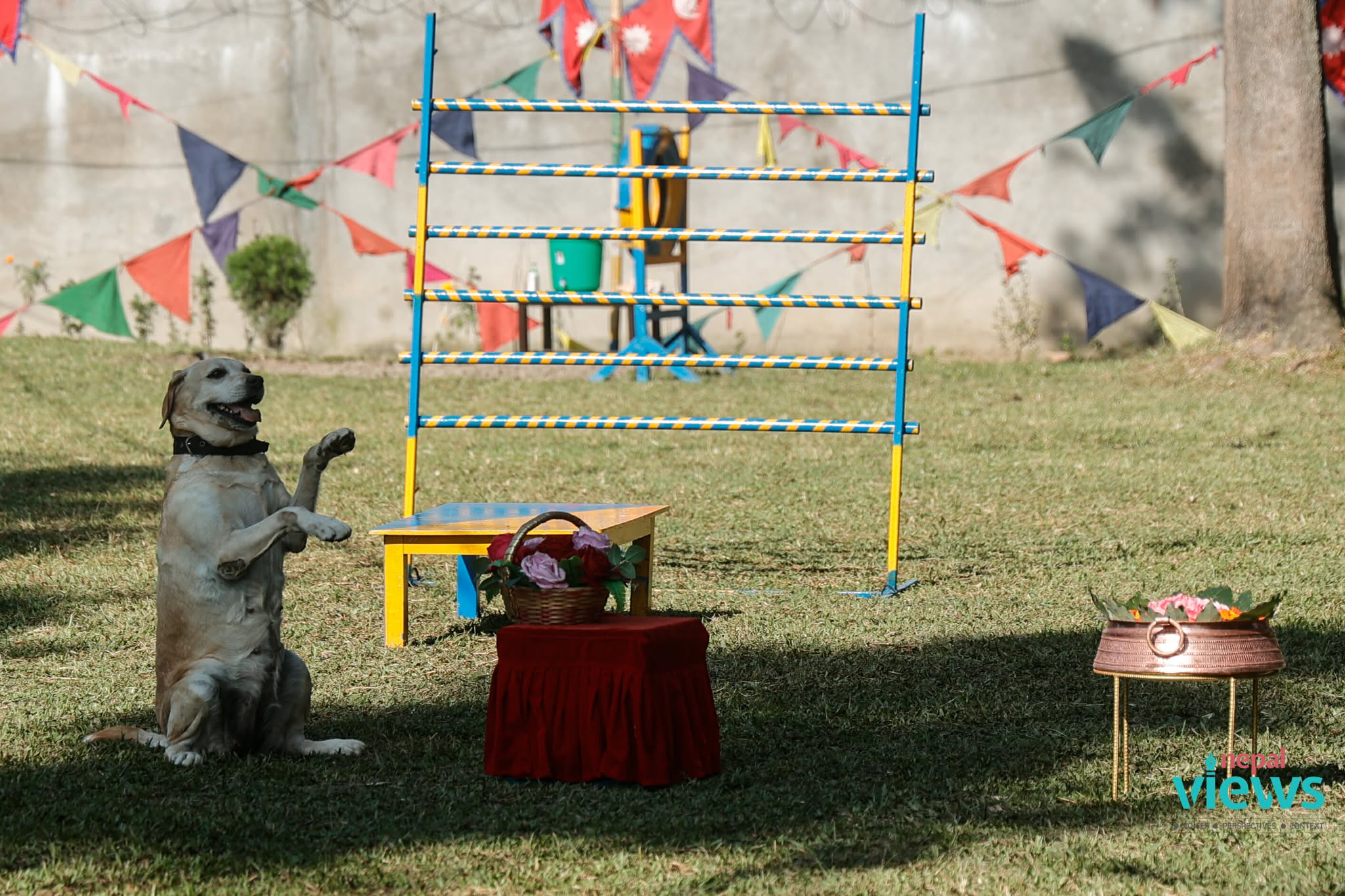 kukur-tihar-(11)_WyHL4zKcX7