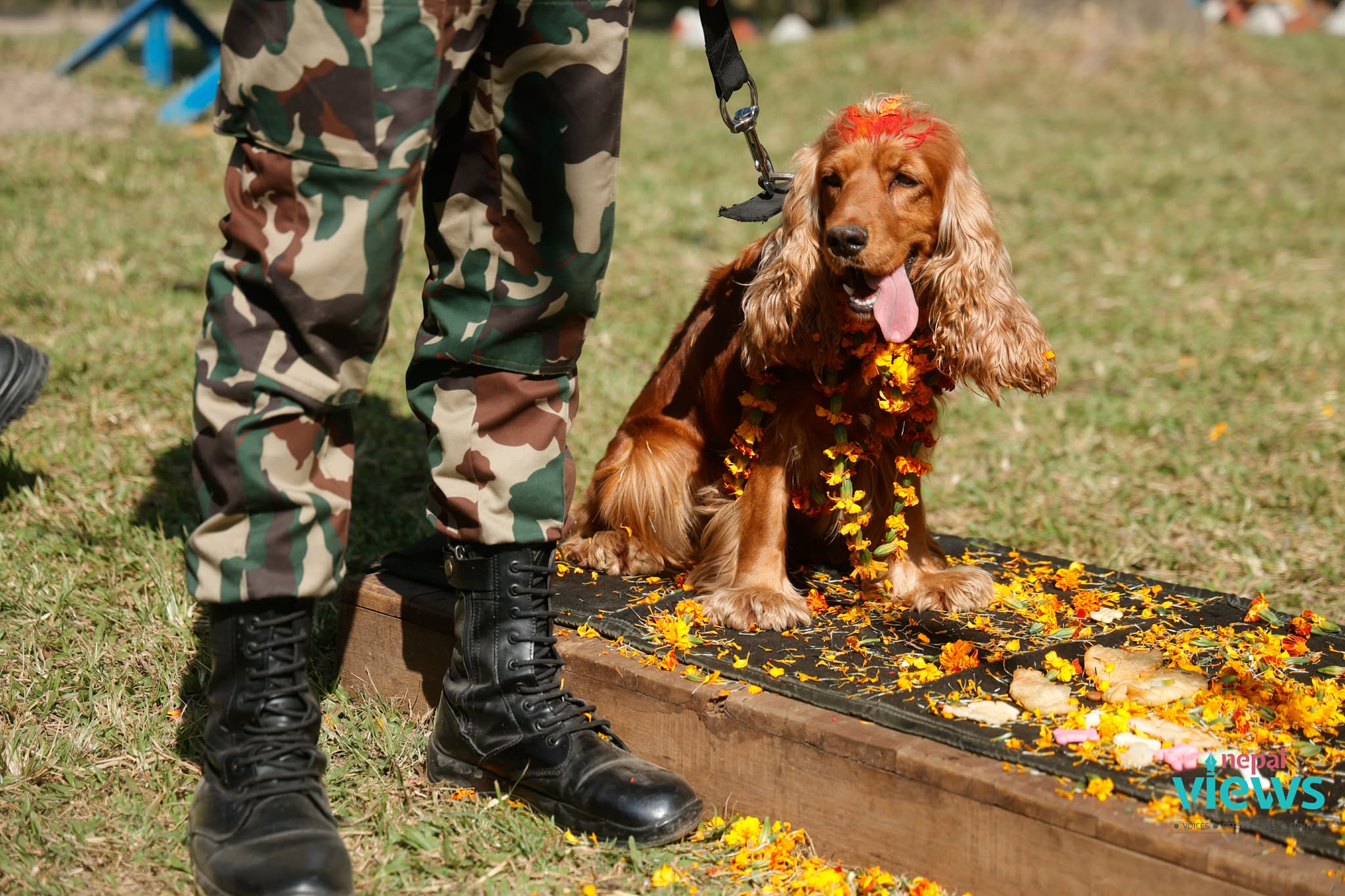 kukur-tihar-(12)_rjqI8GXEyY