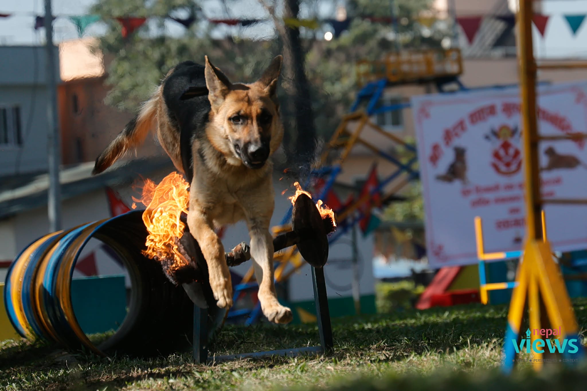 kukur-tihar-(16)_M4hQpwXqiA