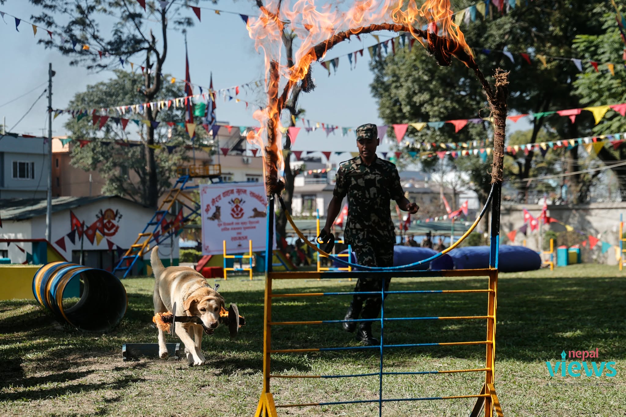 kukur-tihar-(17)_SBClBFSiHv