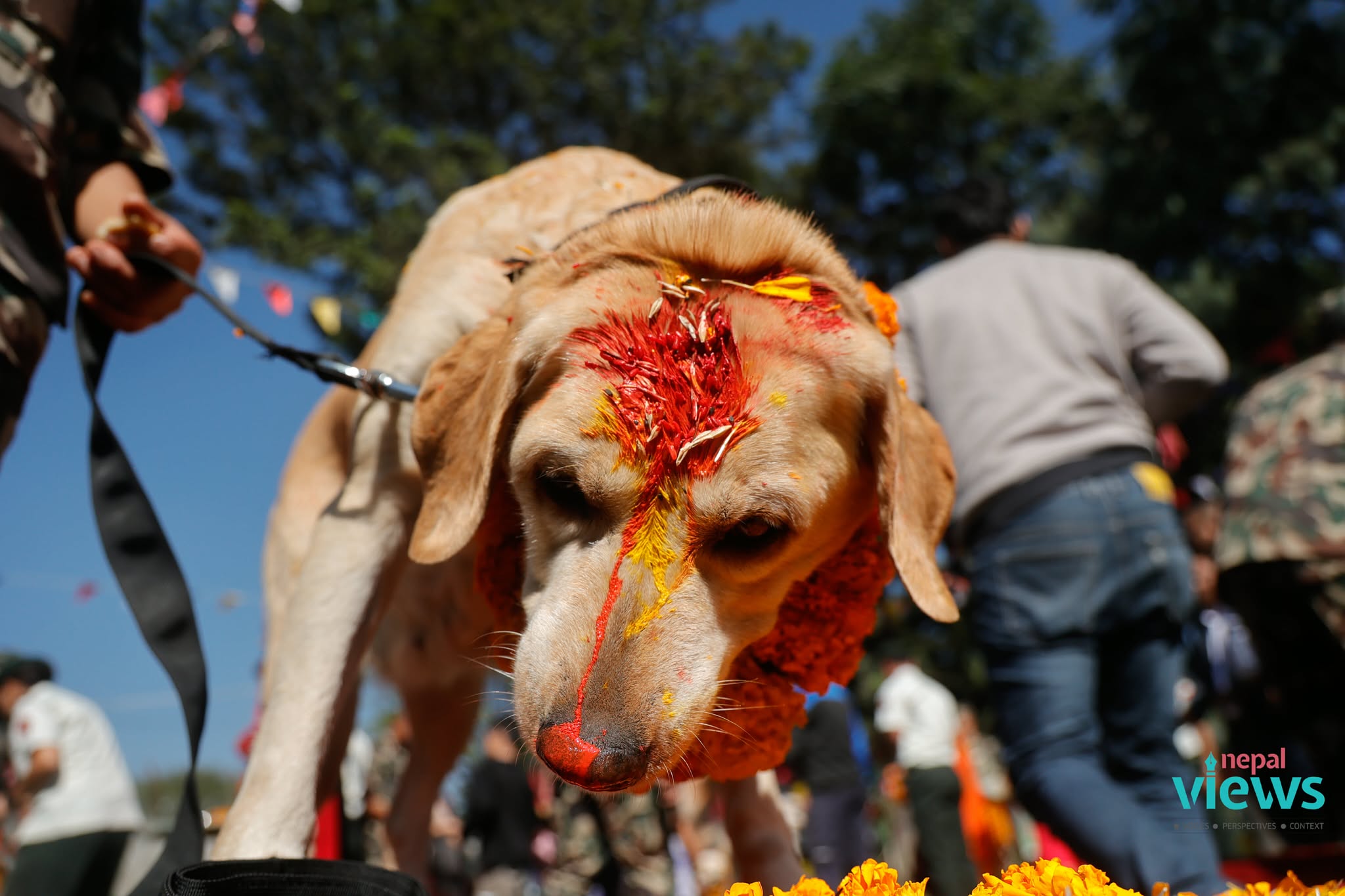 kukur-tihar-(22)_lZbJacGD1S