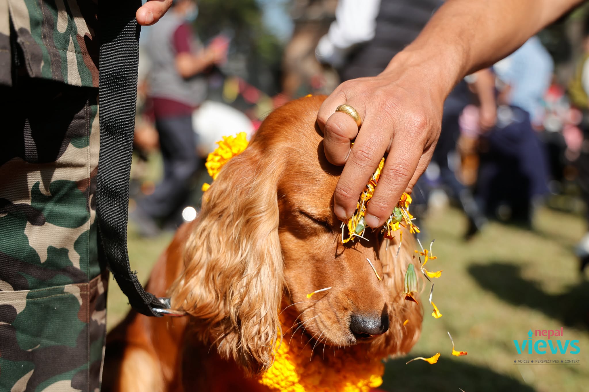 kukur-tihar-(6)_oknaVmJJ8Q