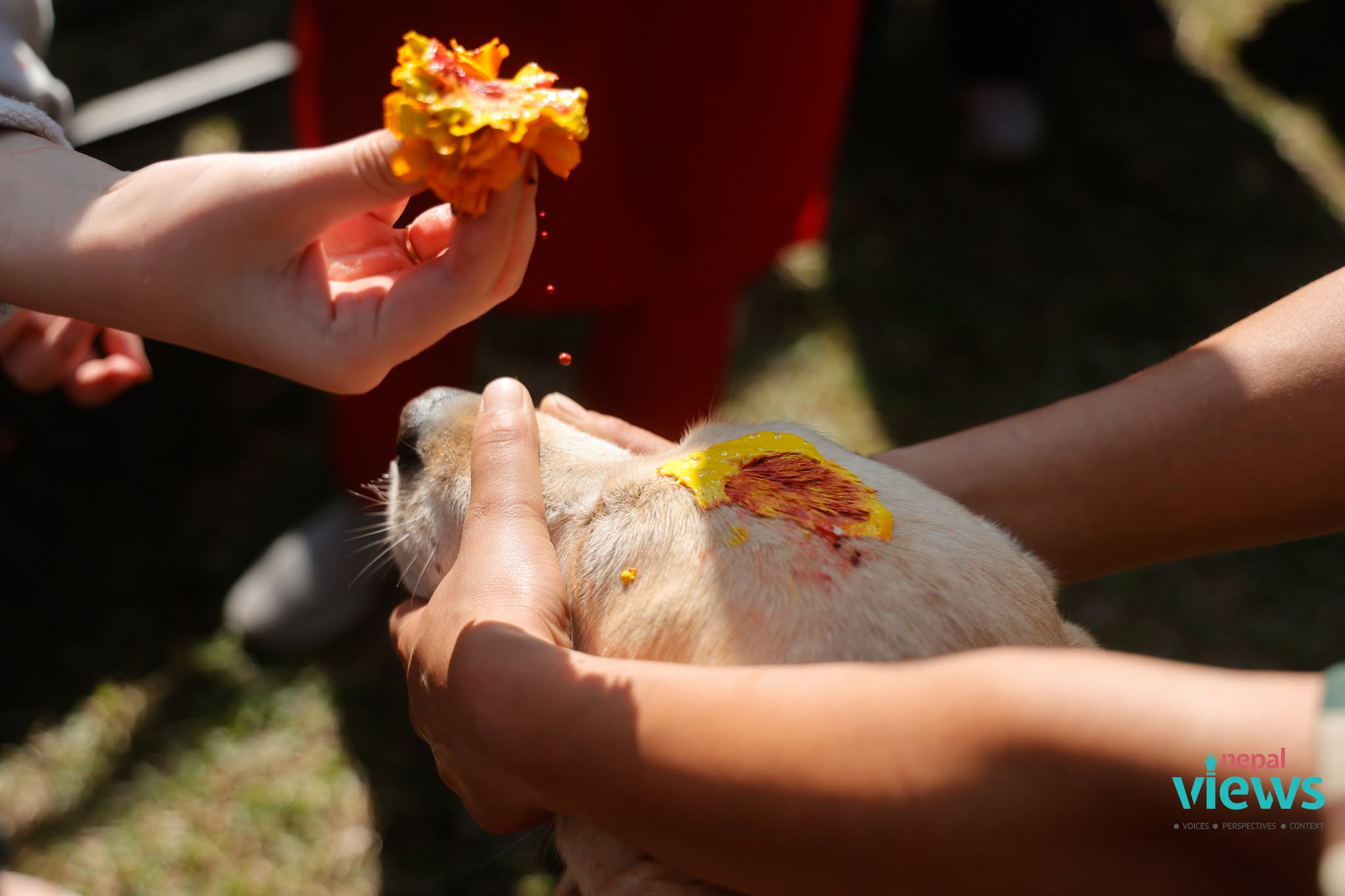 kukur-tihar-(7)_VW4baCesSY