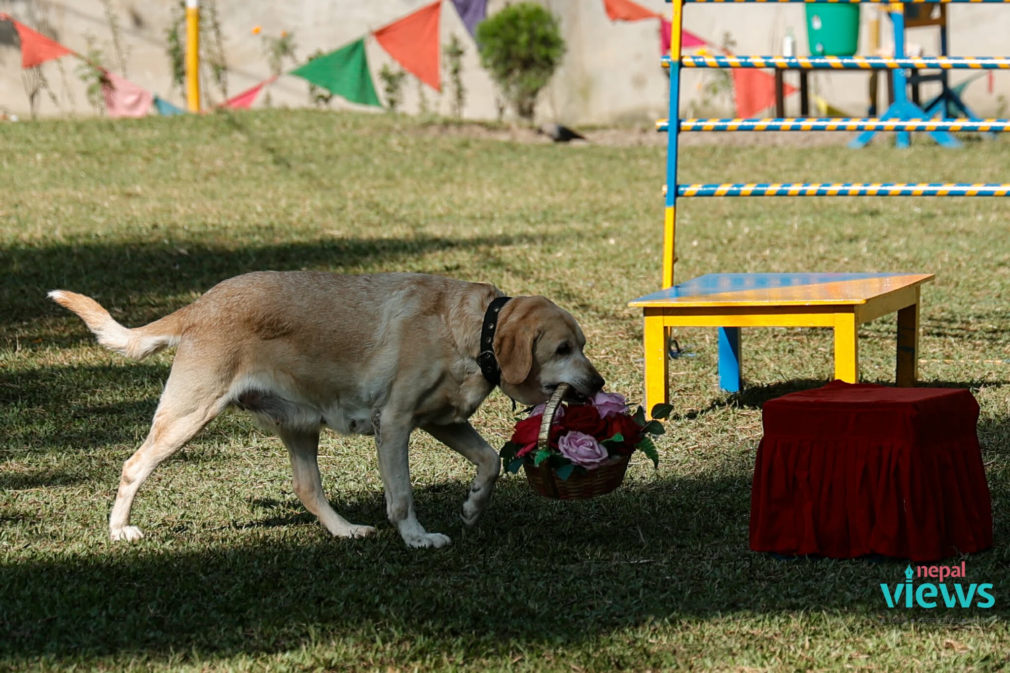 kukur-tihar-(9)_ZQW1Up5zZW