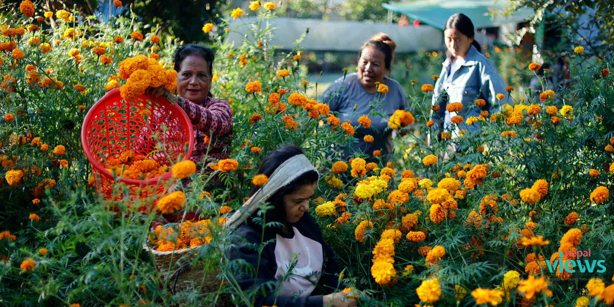 Blooming together: Farmers and children’s home light up Tihar with marigolds (Photos)