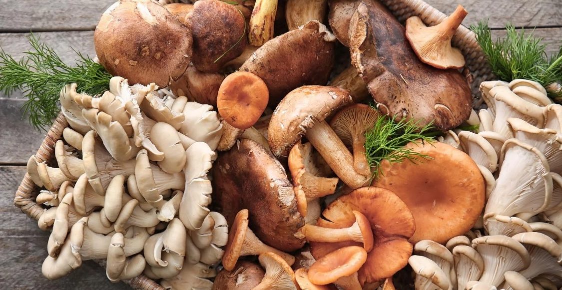 11 members of same family ill after consuming wild mushroom