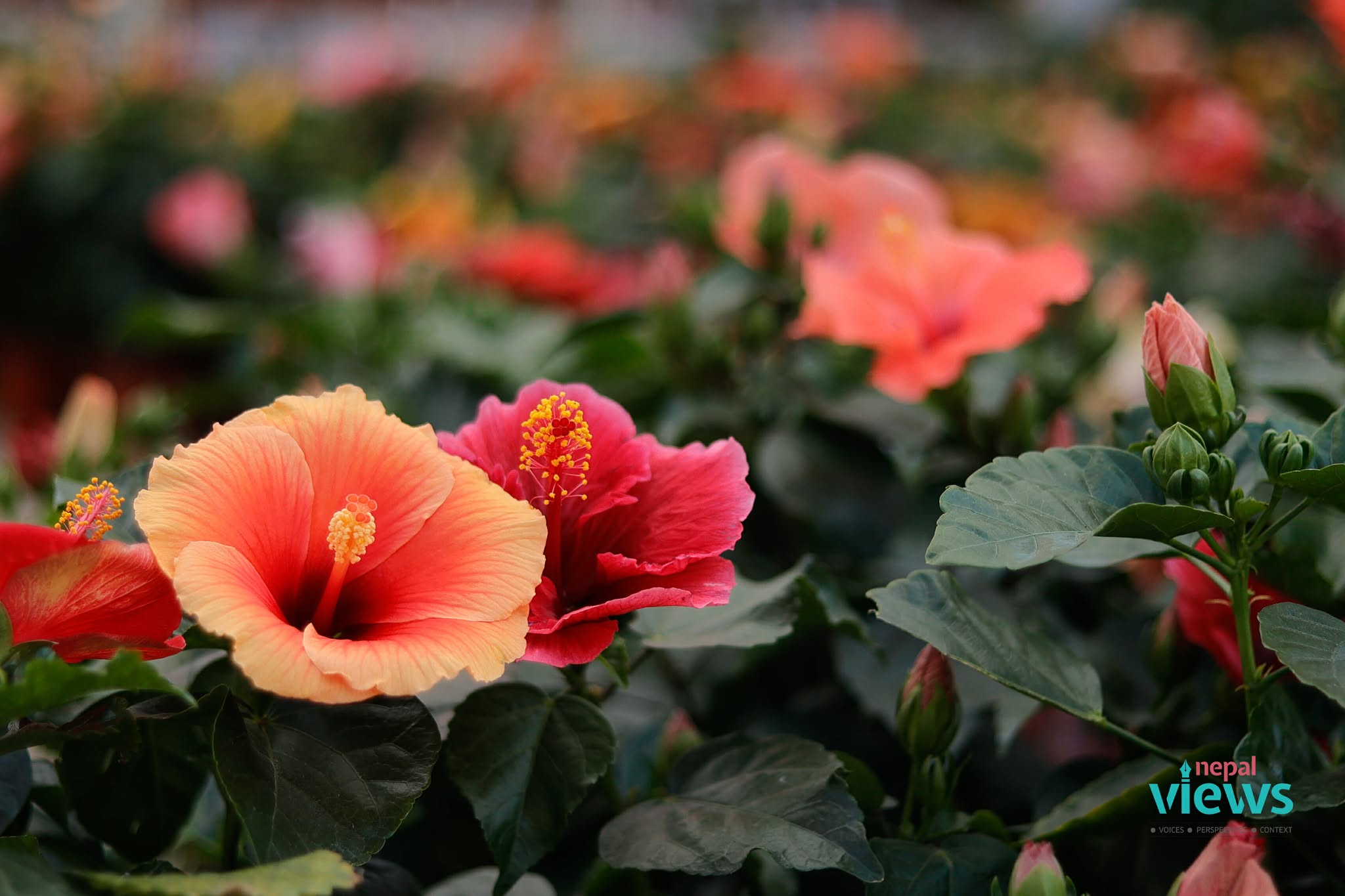 puspa-mela-(1)_0p9BionUoV