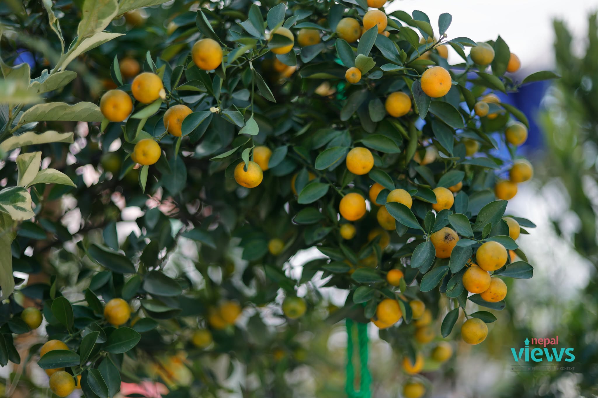 puspa-mela-(10)_CQzlKguciD