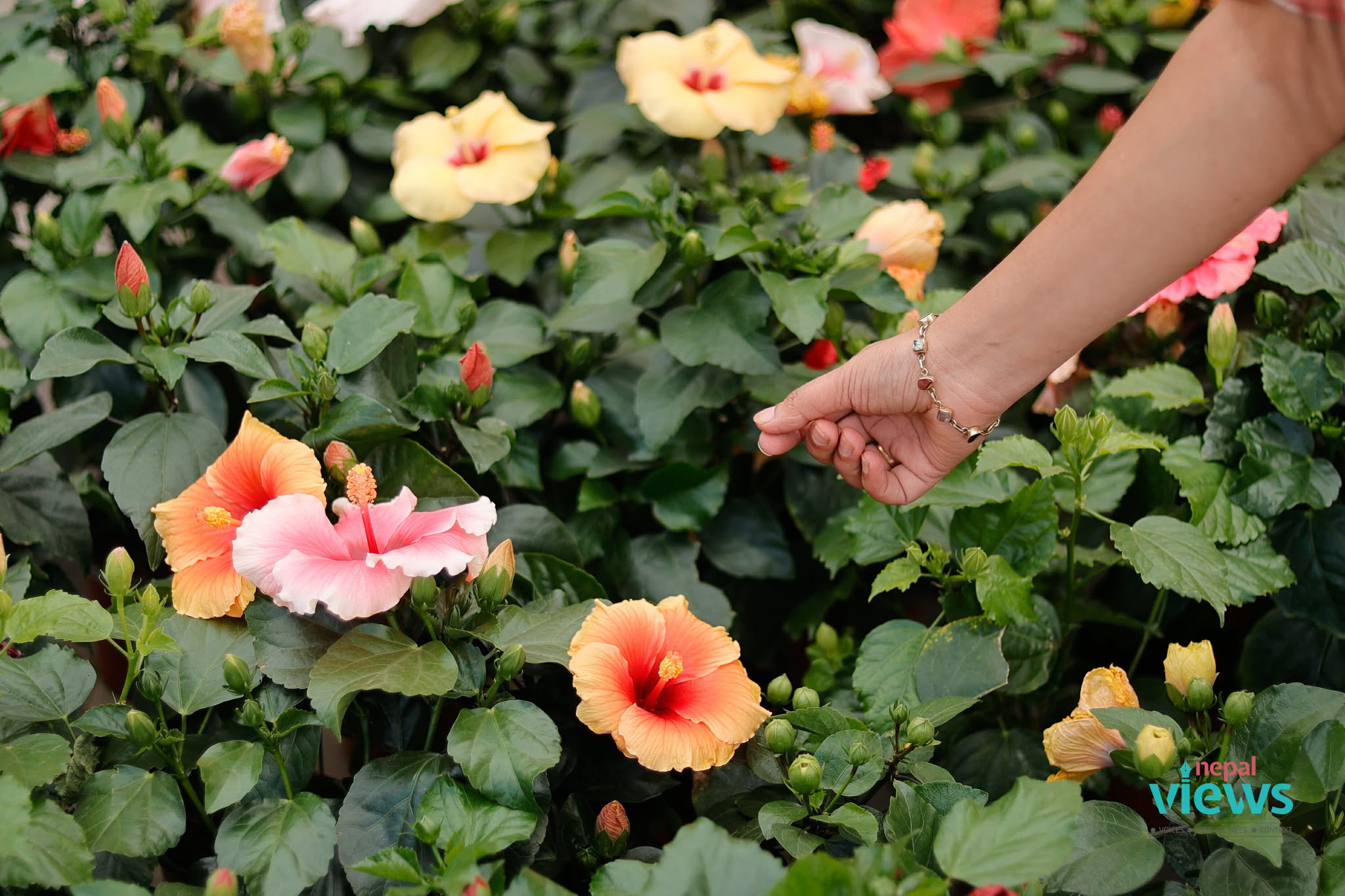 puspa-mela-(17)_1CdsZSdD7t