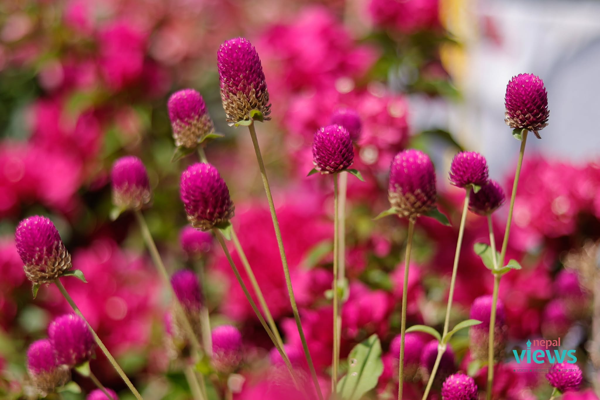 puspa-mela-(9)_ISYWaqyca1