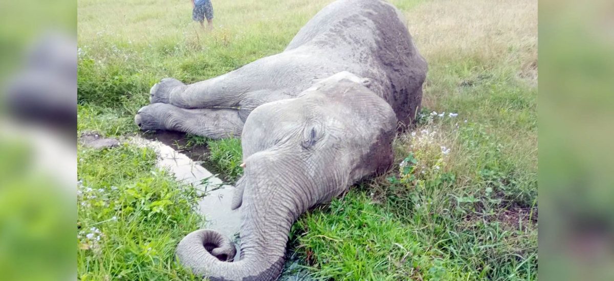 4 elephants die in Jhapa last fiscal year