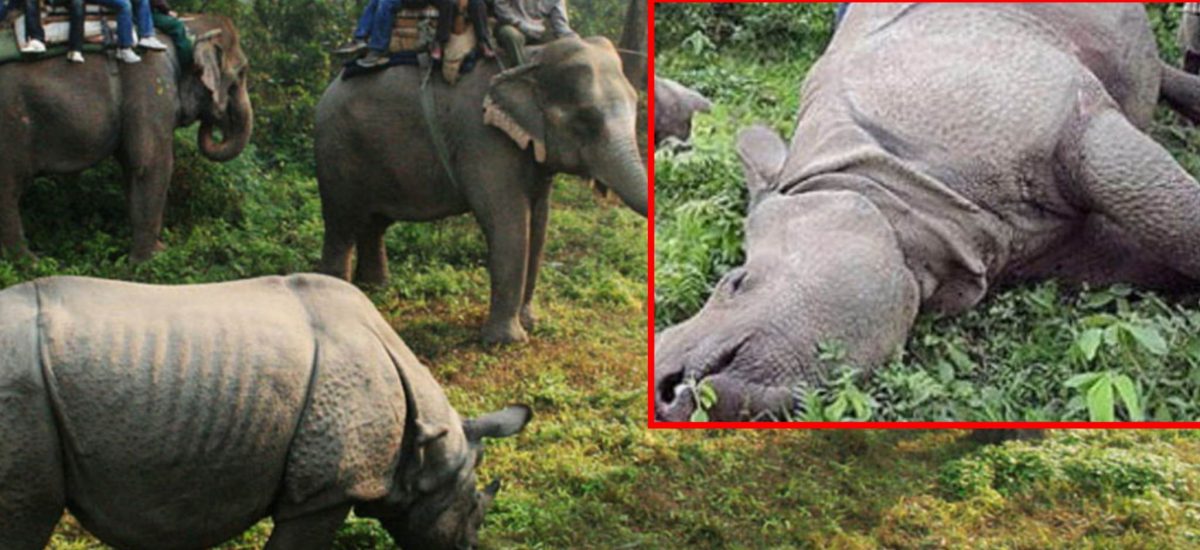 Female rhino found dead