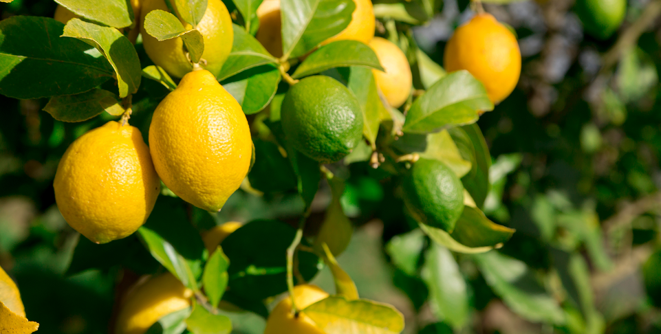 Storm damages lemon farm