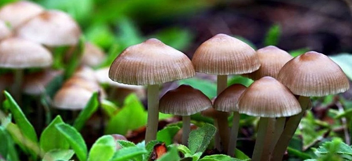 One dies after consuming wild mushroom