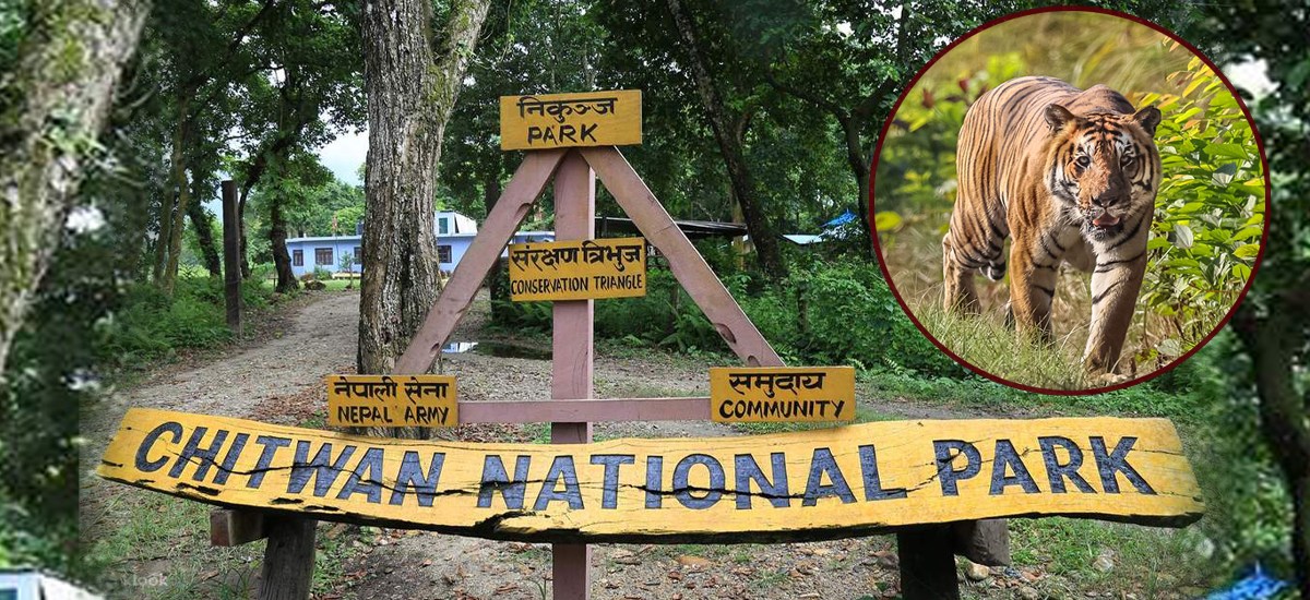 Tiger population up: 14 Royal Bengal tigers found in Someswor bio-route