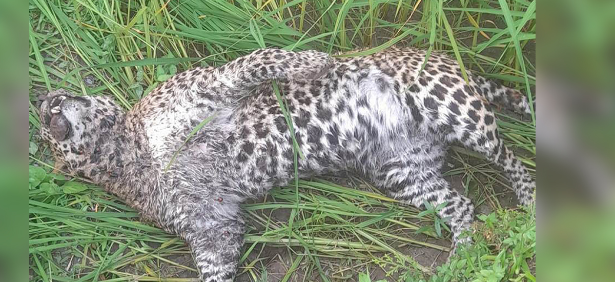 Leopard found dead in Parbat