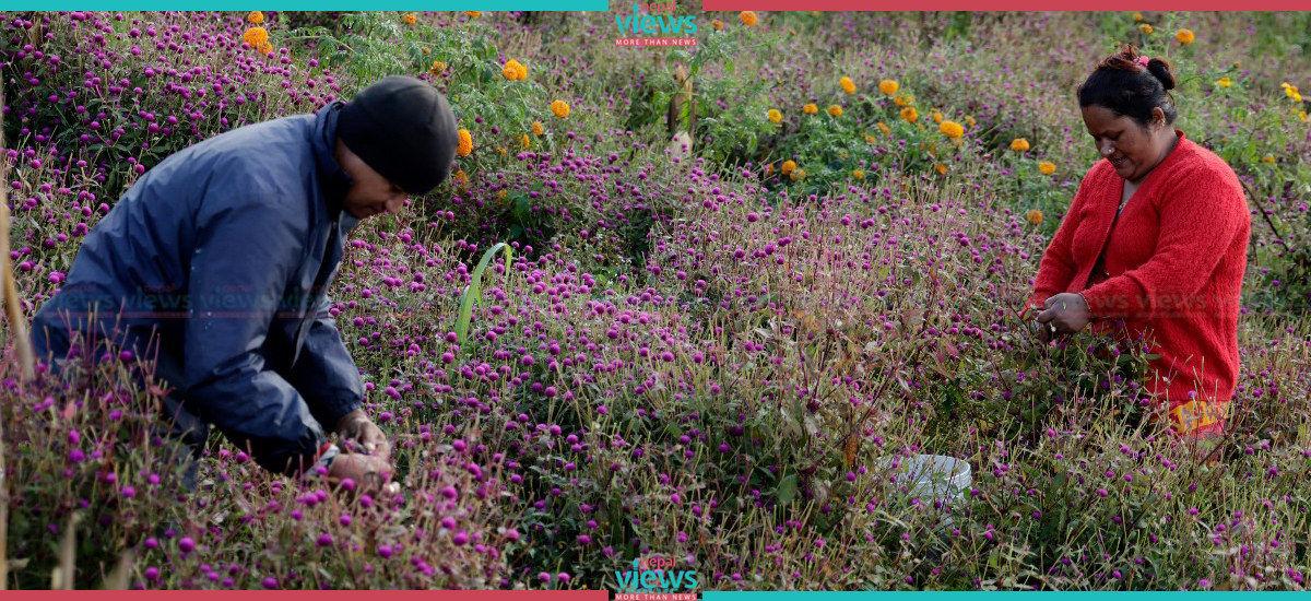 Farmers busy in plucking Globe Amaranth in Gundu (Photo Feature)