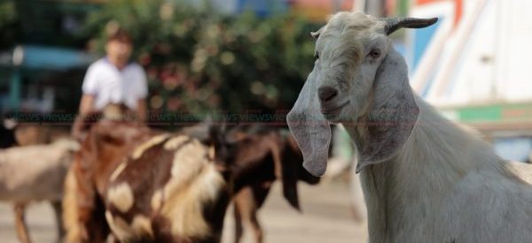 Goats and sheep worth over 160 million rupees sold during Dashain in Jumla
