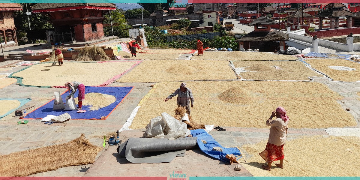 People busy in sun drying husked paddy (Photo Feature)