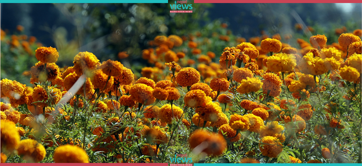 Worry over marigold flower wilting in field