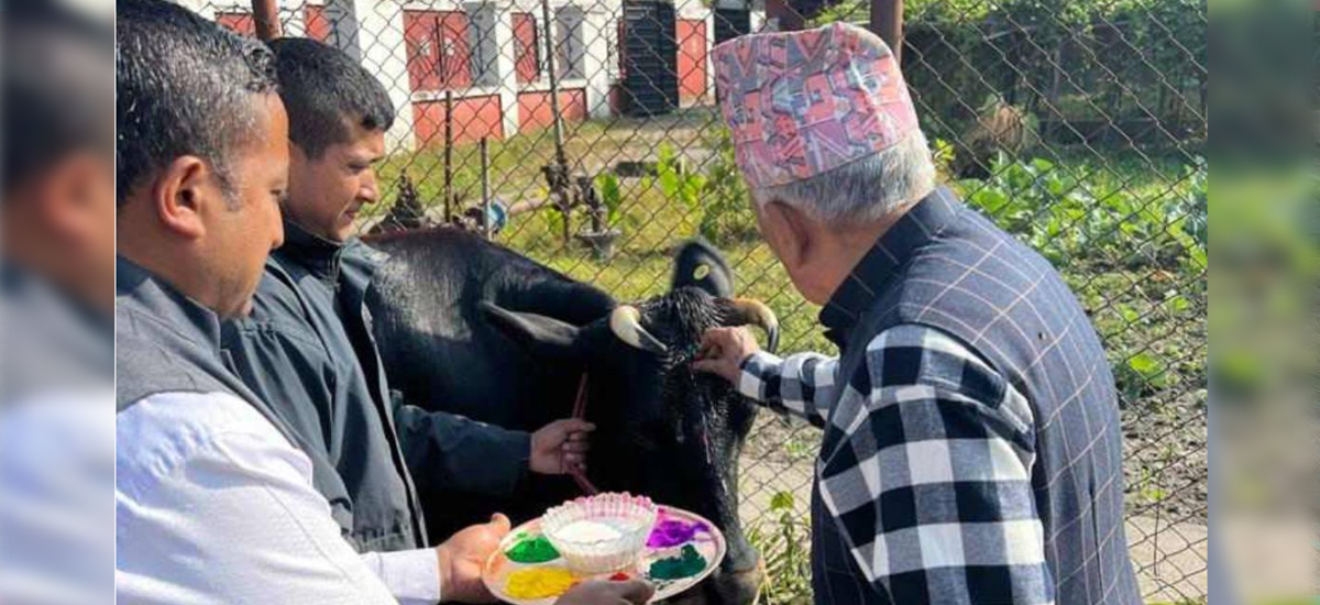 President Paudel offers worship to cow
