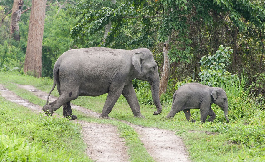 Human-elephant conflict results in death tolls on both sides