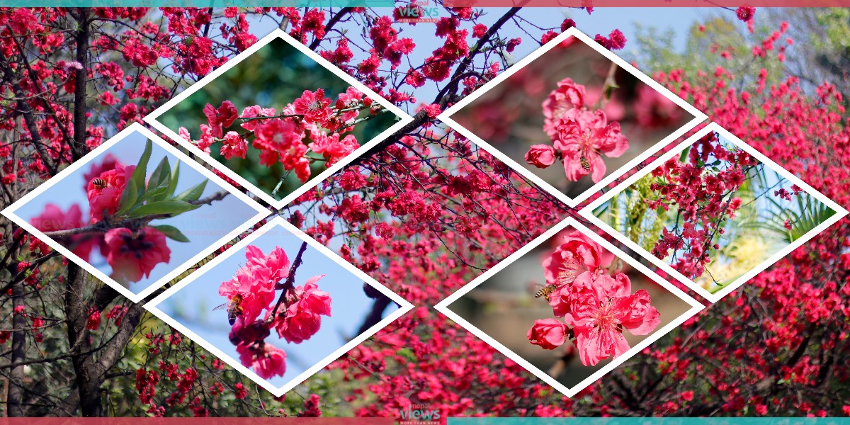 Approaching Spring, Blossoming Cherry in Capital (Photo feature)