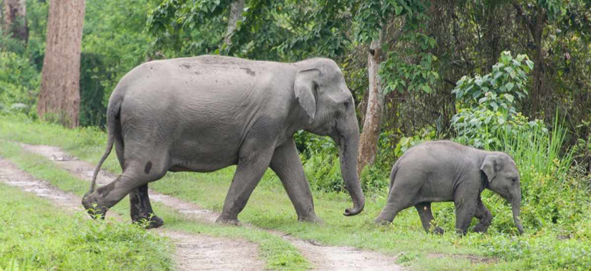 Locals panicked after marauding elephants stalk Rautahat villages