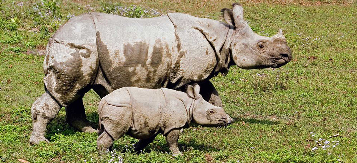 Two woman hurt in rhino attack in Chitwan