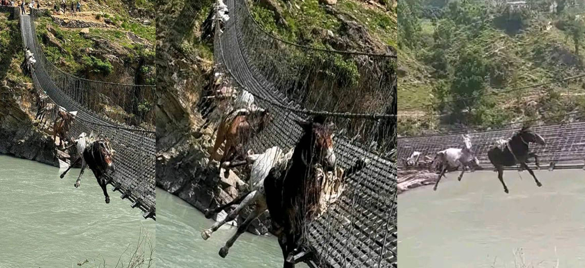 2 mules, out of 13 stuck in suspension bridge, die