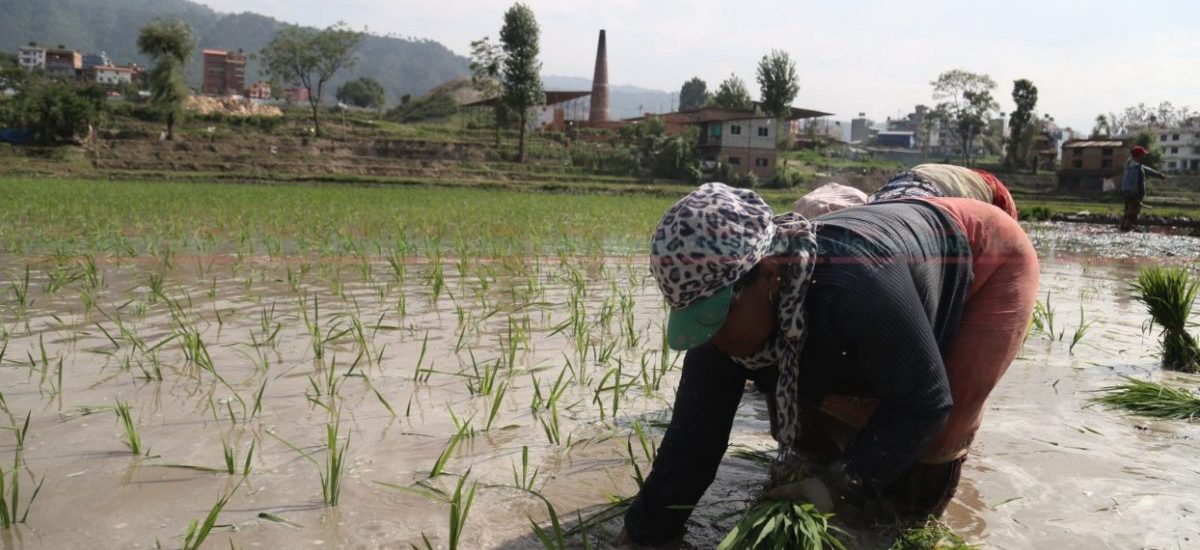 Paddy import up from Birgunj
