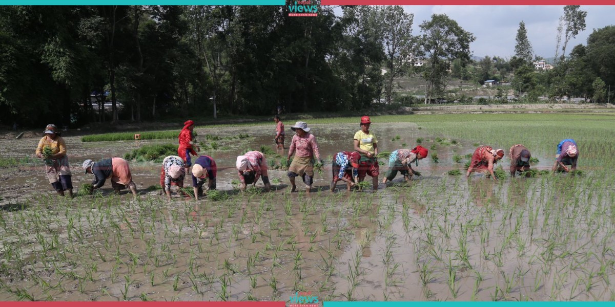 Farmers busy in paddy plantation (Photo Feature)