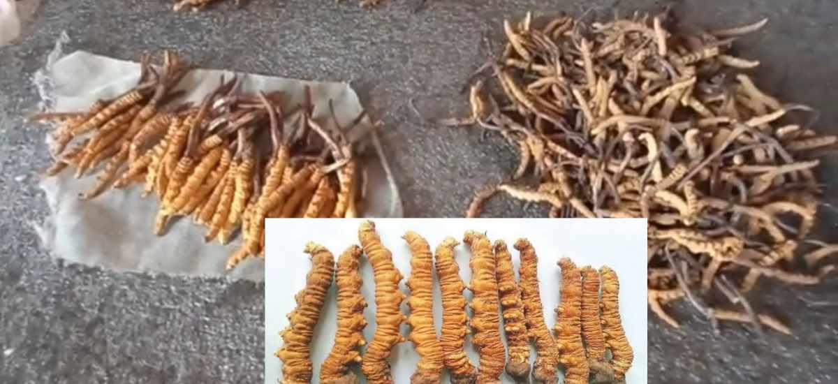 32 kgs of Yarsagumba exported from Manang