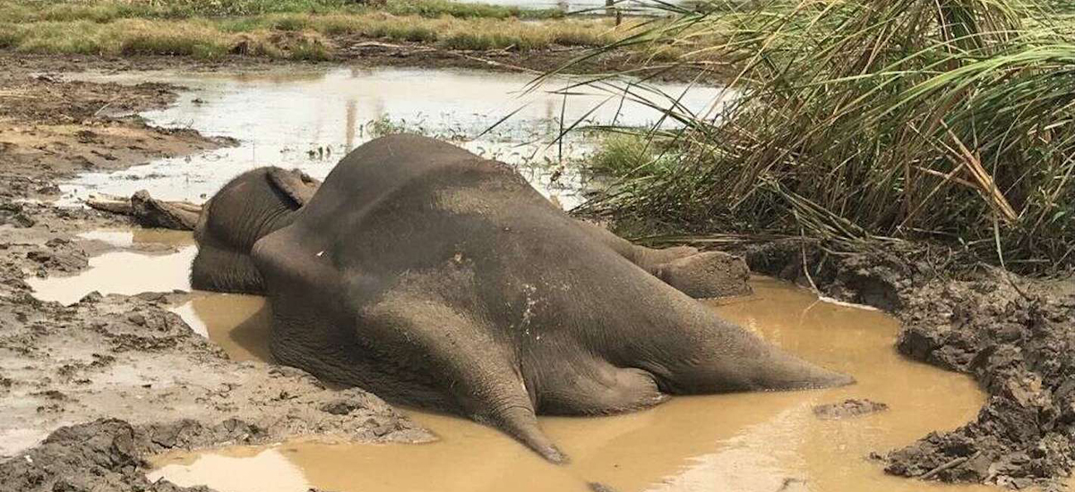 Elephant calf found dead