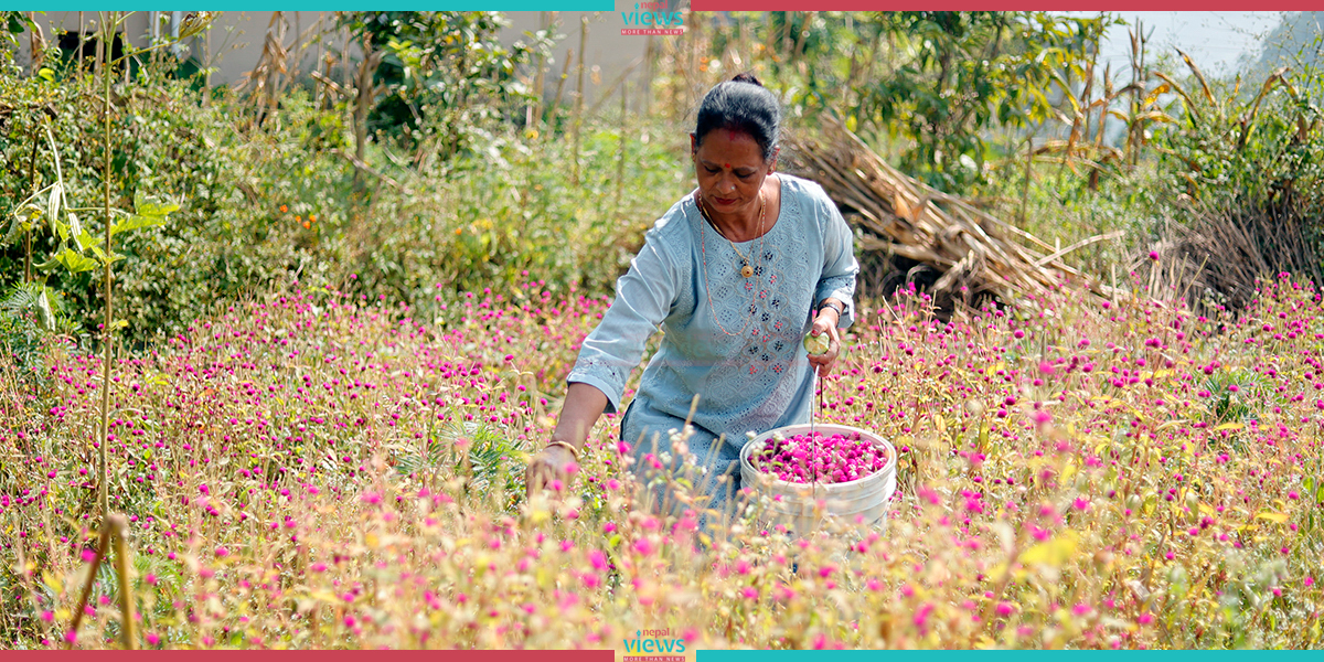 Globe Amaranth for Bhai Tika (Photo Feature)