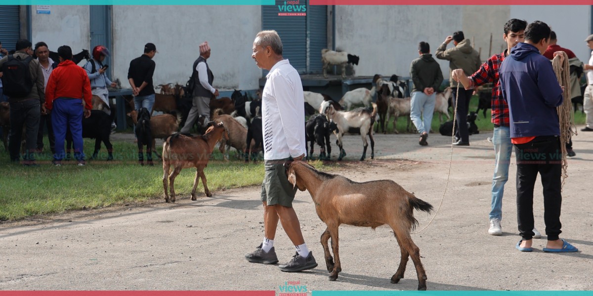 FMTC to sell goats at 660 rupees per kg with discount (Photo Feature)