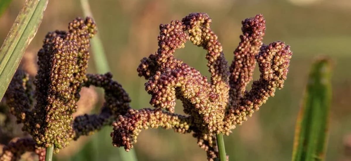 Millet test cultivation in Banke yields success