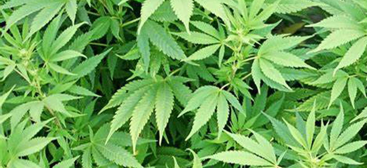 Police confiscate 1,300 kilos cannabis in four months at Sunsari