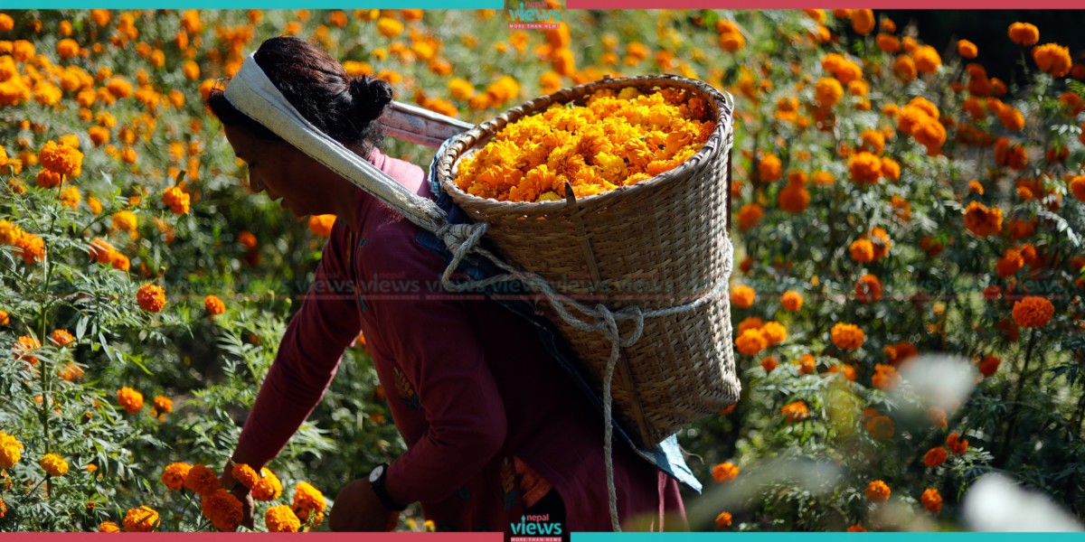 Marigold welcoming Tihar (Photo Feature)