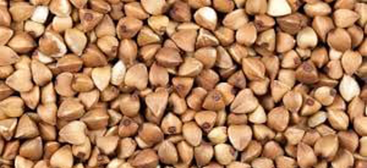 Sweet buckwheat on the verge of extinction in Mugu