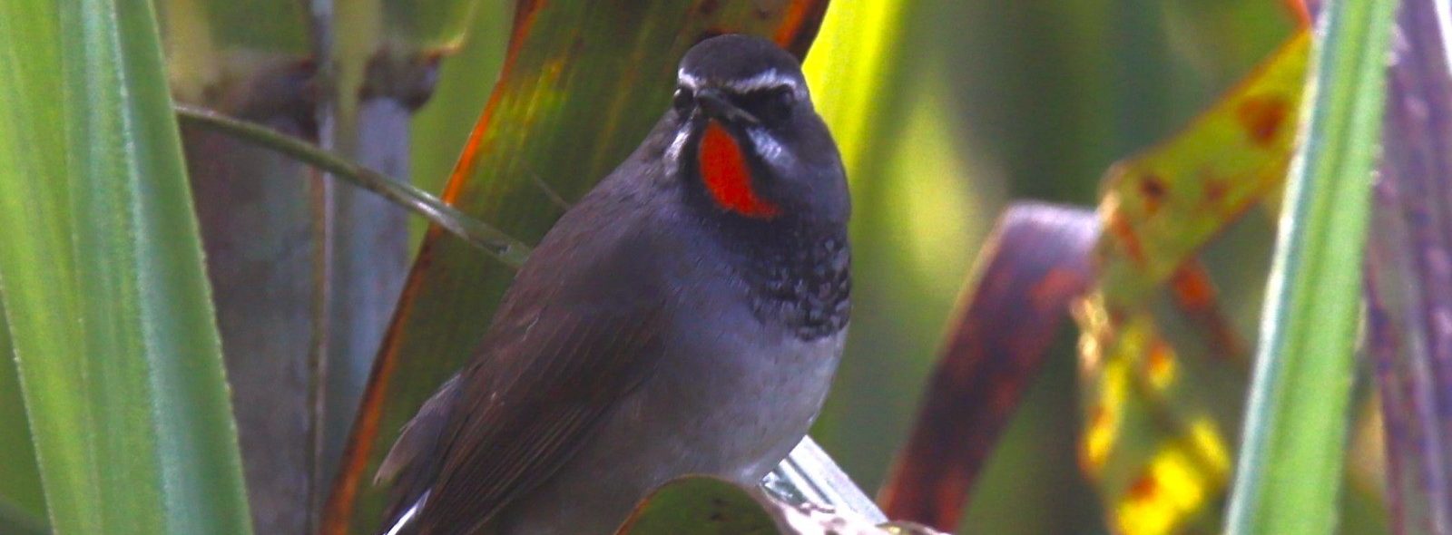 Rare Chinese Rubythorat spotted in Kanchanpur for first time