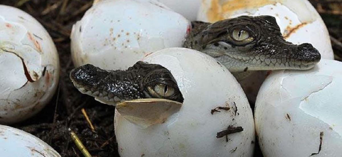 41 crocodiles released in Rapti River