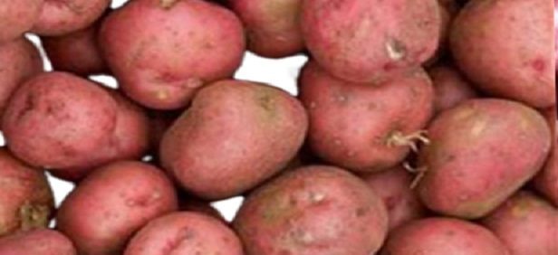 Nawalpur becoming self sufficient in potato