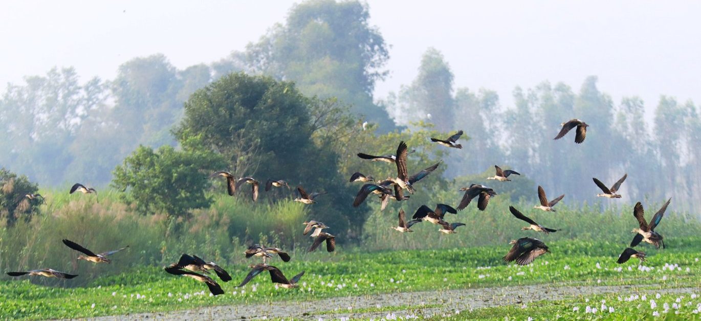 55 species of birds recorded in wetlands of east Chitwan