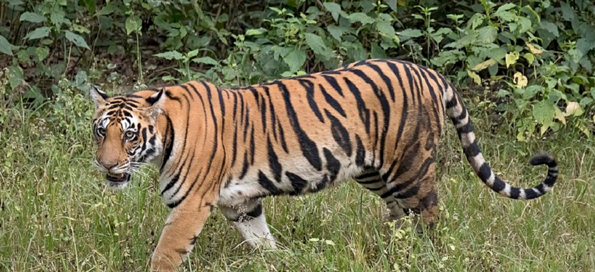 Woman killed in tiger attack
